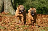 SHAR-PEI 909